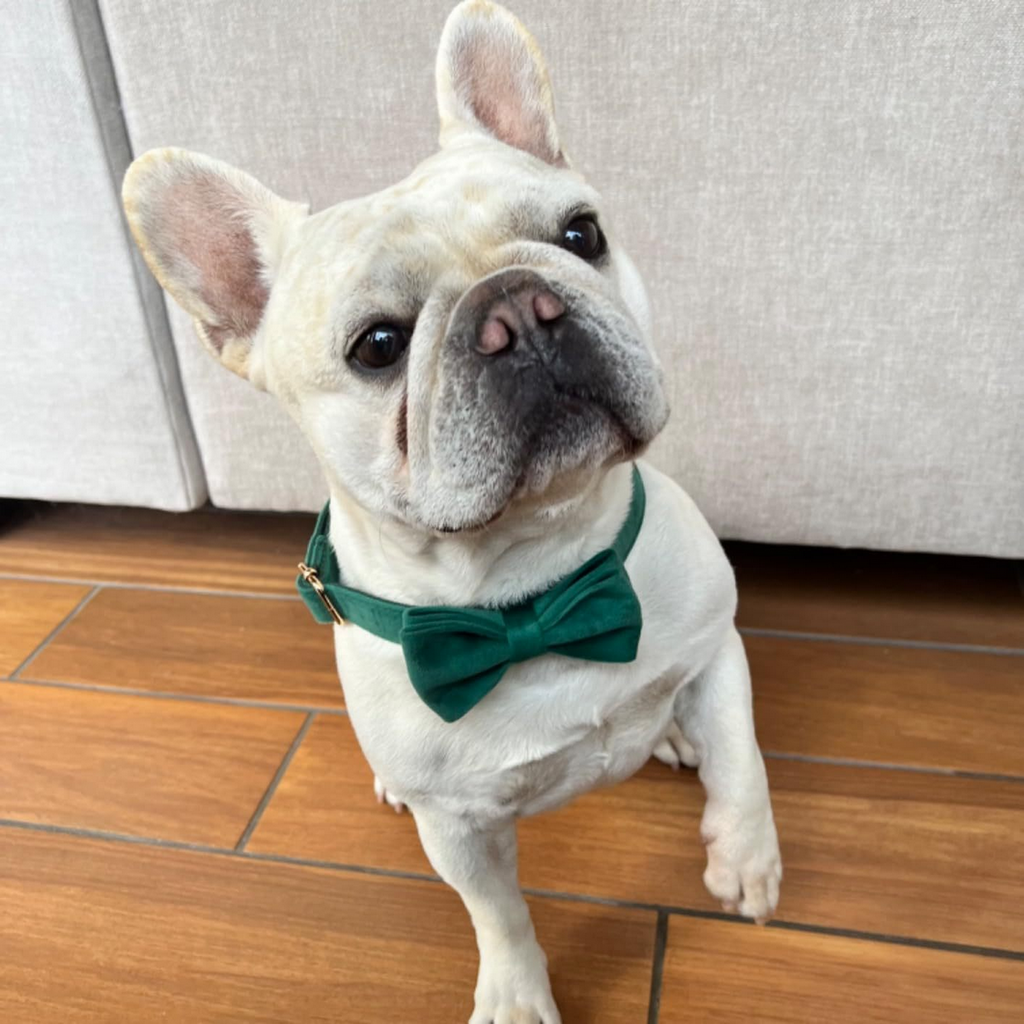 Classic Velvet Pet Bow Tie for Dogs_CWMM7071