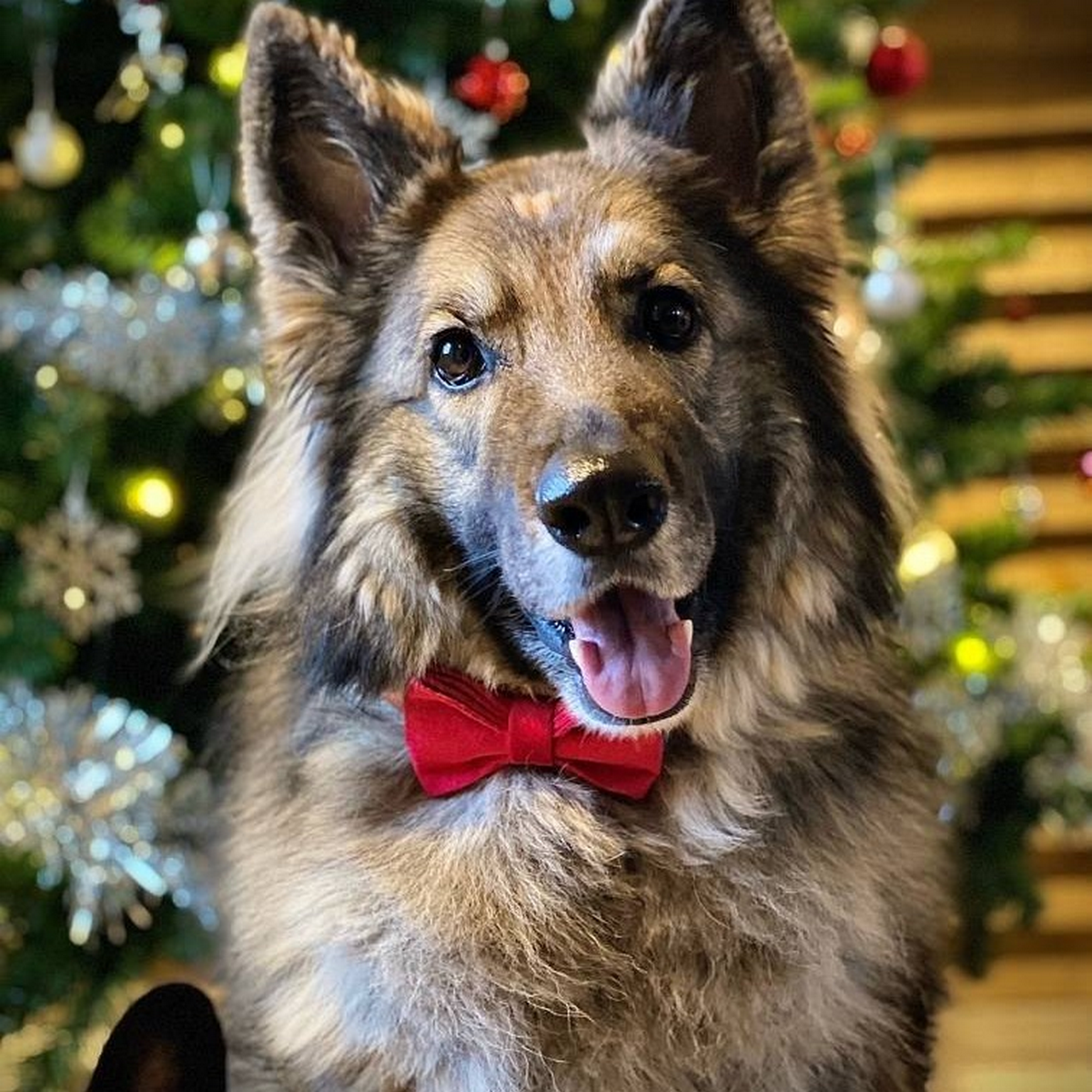 Classic Velvet Pet Bow Tie for Dogs_CWMM7071