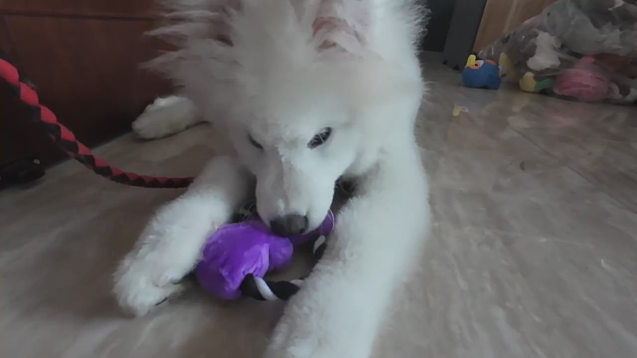 Squeaky Seahorse Toy for Cats & Dogs_CWMM13299